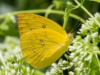 Butterfly boom sees crowds of  yellow visitors suddenly appear