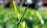 Resurrecting the tea industry under  new President