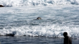 Lost elephant seal pup closely guarded on unique visit