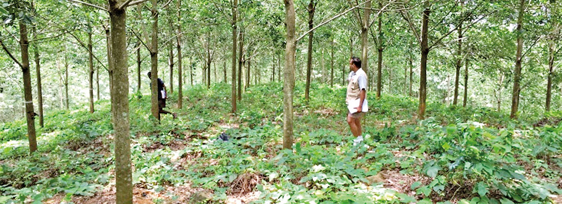 Natural rubber  cultivations can yet  be made profitable