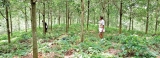 Natural rubber  cultivations can yet  be made profitable