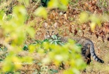 A chat with children about the mammals of Sri Lanka’  by Dr Miththapala