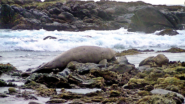 ‘Let it be free in our waters’