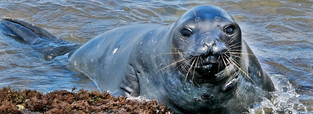 You better watch out – Antarctic  seal in town