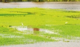 Rain damage likely to make veggies, rice costlier