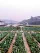 Veggie plots in hills suffer deluge damage