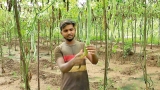 Rains ruin vegetable crops; ginger farmers hit hard