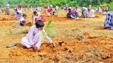 Tree planting takes place in Mahaweli zones