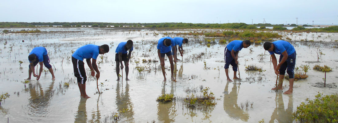 Navy takes up mangrove plantation to preserve ecosystem