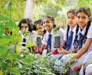 Trees planted near Puttalam school