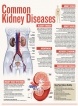 Common Kidney Diseases