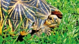 Puttalam star tortoises in moon light walk to smugglers’ trap
