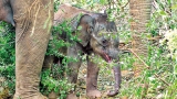 Happy ending as baby jumbo is rescued from hunter’s trap
