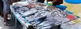 Dikovita fishing industry in troubled waters