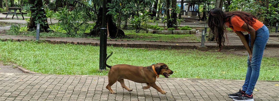 Time to train and bond with her  four-legged friends