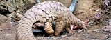 WNPS monthly lecture: Discussion on Indian pangolin with special reference to Sri Lanka