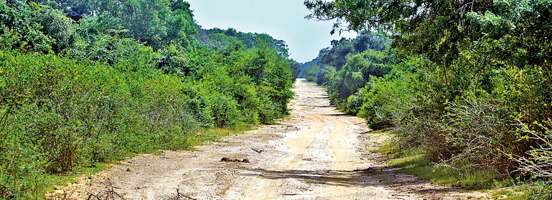 ‘Stop roads through NPs to mitigate climate change’