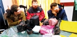 Smuggling national wildlife; Russians remanded