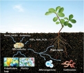 The fate of microplastics in soil