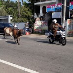 Dharga town: 4-legged traffic violaters