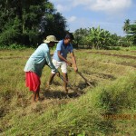 Saliyawava: Ploughing on
