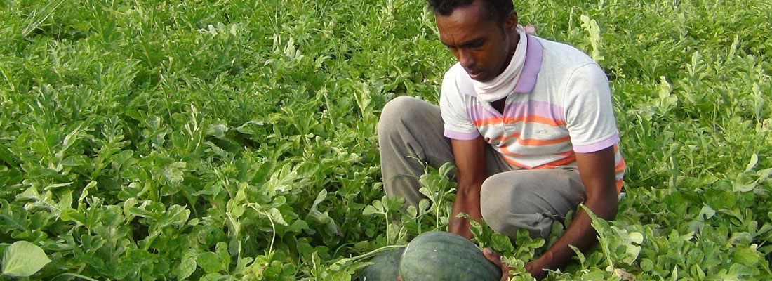 Lament of the Kalpitiya farmers