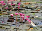 Nature’s vivid show hides misery for  temple flower sellers