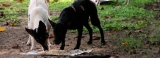 Animal activists heed starving dogs’ SOS