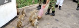 Milk rice of STF kindness for Mahiyangana monkeys