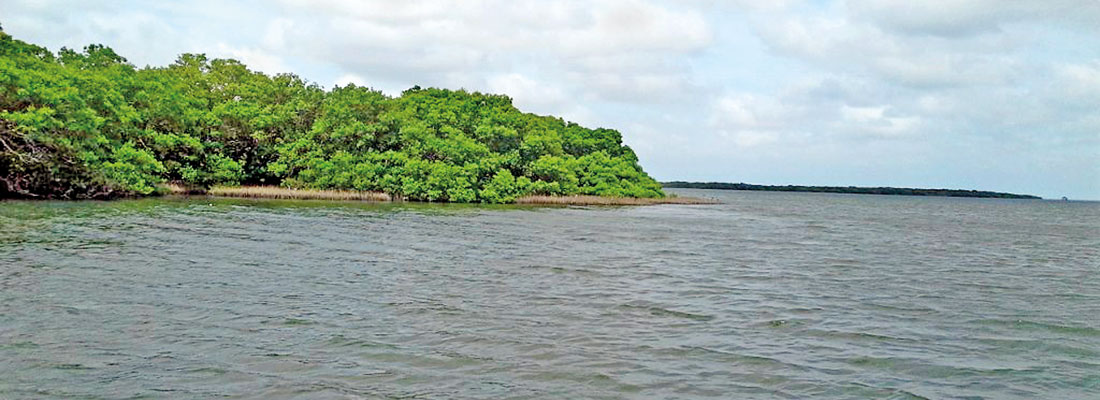 Unique Vidattaltivu under threat