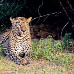 Photographic safari: Some of Avijja’s favourite wildlife shots