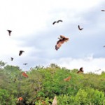 Kinniya: Predators soar