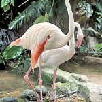 Greater Flamingo