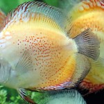 Discus Fish