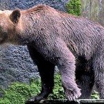Brown Bear