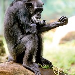 Chimpanzee