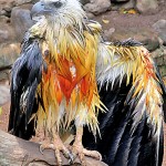 Sea Eagle