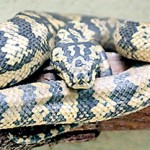 Diamond Python