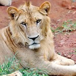 African Lion