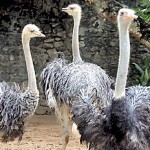 Ostrich