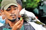 B’day treat for cockatoo