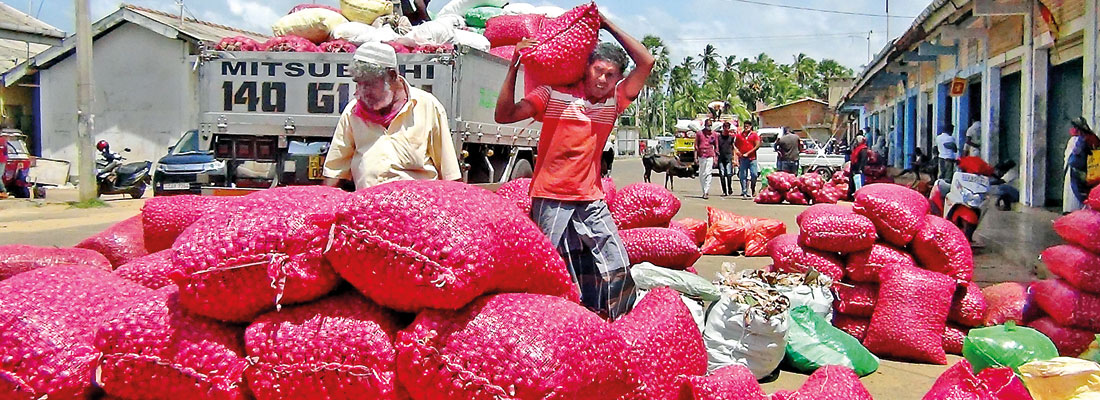 Onion cultivation leads to tears in Kalpitiya and Puttalam