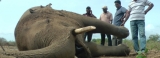 Hambantota’s human-  elephant conflict exacerbates