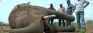 Hambantota’s human-  elephant conflict exacerbates