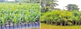 SL plantation companies to lose Rs.500 mln  due to govt. vacillation on oil palm