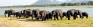 Minneriya’s ‘Gathering’   beckons wildlife enthusiasts