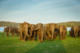 Human-elephant clash over land