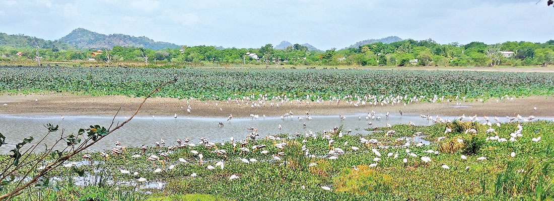 Kataragama Tank attracts Sayakkarayas