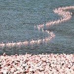 Kenya A flamboyance of flamingos crowds  together in Lake Bogoria, in Baringo County.