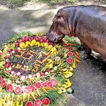 Chon Buri, Thailand Mae Mali, believed to be the country’s  oldest  hippopotamus, eats fruits during her 55th birthday party at  Khao Kheow zoo.